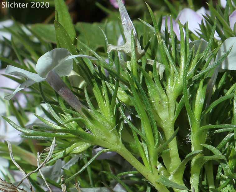 Spreading Phlox: Phlox diffusa (Synonyms: Phlox diffusa ssp. diffusa, Phlox diffusa var. longistylis, Phlox diffusa ssp. longistylis)