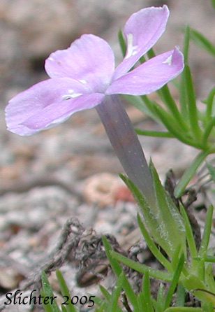 Sideview of the flower and calyx of Spreading Phlox: Phlox diffusa (Synonyms: Phlox diffusa ssp. diffusa, Phlox diffusa var. longistylis, Phlox diffusa ssp. longistylis)