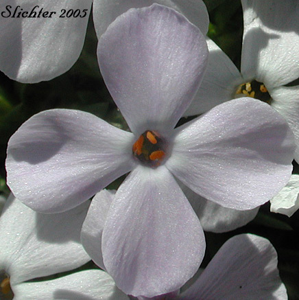 Flower of Spreading Phlox: Phlox diffusa (Synonyms: Phlox diffusa ssp. diffusa, Phlox diffusa var. longistylis, Phlox diffusa ssp. longistylis)