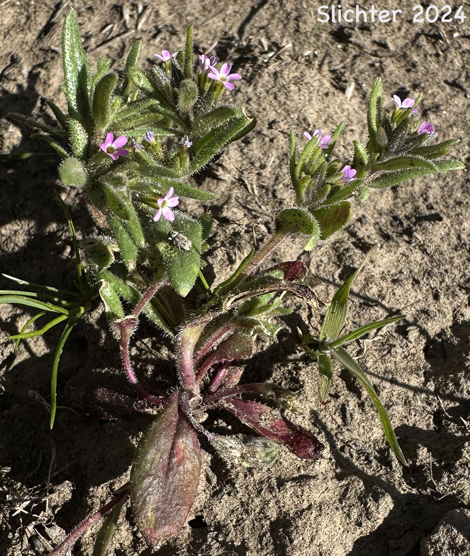 Midget Phlox, Slender Phlox: Microsteris gracilis (Synonyms: Gilia gracilis, Gilia gracilis var. humilior, Microsteris gracilis ssp. humilis, Microsteris gracilis var. gracilis, Microsteris gracilis var. humilior, Microsteris humilis, Microsteris micrantha, Phlox gracilis ssp. gracilis, Phlox gracilis ssp. humilis, Phlox gracilis var. humilior)