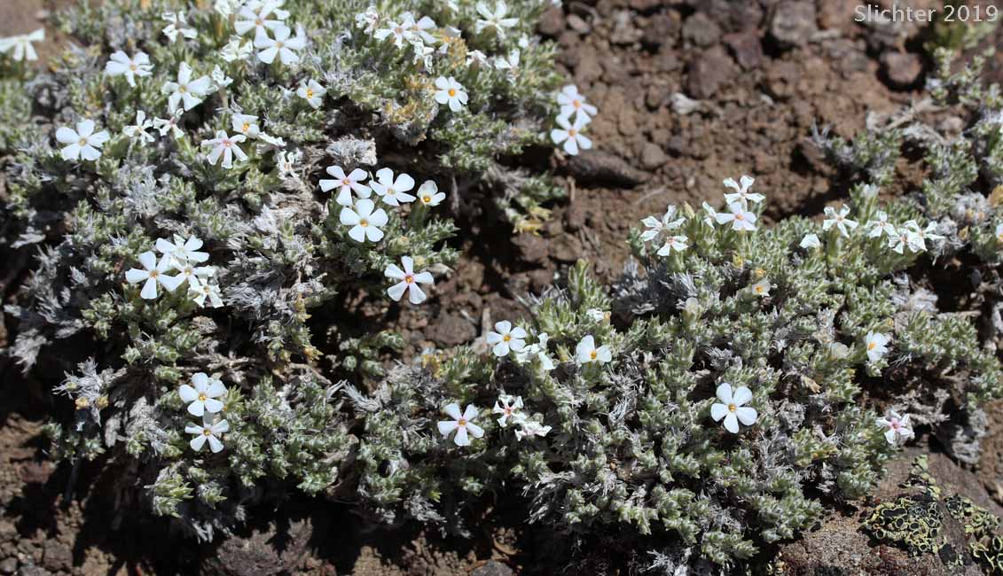 Moss Phlox, Musk Phlox: Phlox muscoides (Synonym: Phlox bryoides)