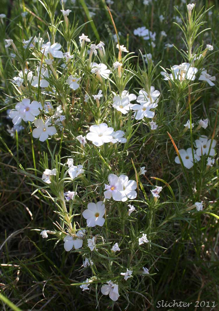 Unidentified phlox #9