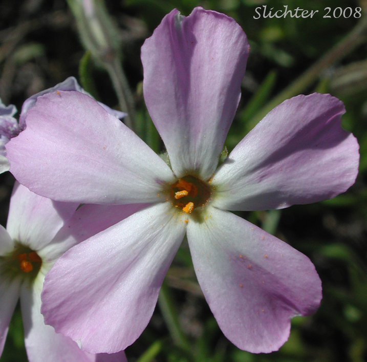 Flower of Phlox viscida