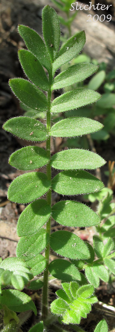 Basal leaf of Synonyms: Polemonium columbianum, Polemonium pulcherrimum ssp. tricolor, Polemonium pucherrimum var. calycinum