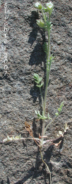 Littlebells Polemonium, Annual Polemonium, Annual Jacob's-ladder: Polemonium micranthum (Synonym: Polemoniella micrantha)