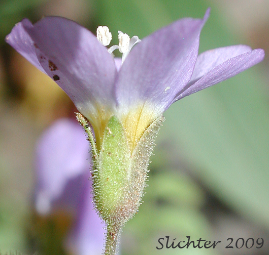 Sideview of the flower of Showy Jacob's Ladder: Polemonium pulcherrimum ssp. pulcherrimum