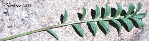Leaf of Showy Polemonium, Showy Jacob's-ladder, Jacob's-ladder, Skunk-leaved Polemonium: Polemonium pulcherrimum ssp. pulcherrimum (Synonyms: Polemonium berryi, Polemonium haydenii, Polemonium pilosum, Polemonium pulcherrimum var. pilosum, Polemonium pulcherrimum var. pulcherrimum, Polemonium shastense)