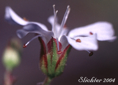 Flower of Prickly Sandwort, Needleleaf Sandwort: Eremogone aculeata (Synonyms: Arenaria aculeata, Arenaria aculeata var. aculeata, Arenaria aculeata var. unitahensis, Arenaria fendleri var. aculeata, Arenaria pumicola var. californica)