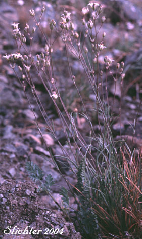 Fescue Sandwort, Mountain Sandwort: Eremogone capillaris var. americana (Synonyms: Arenaria capillaris ssp. americana, Arenaria capillaris var. americana, Arenaria formosa)