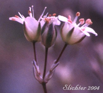 Fescue Sandwort, Mountain Sandwort: Eremogone capillaris var. americana (Synonyms: Arenaria capillaris ssp. americana, Arenaria capillaris var. americana, Arenaria formosa)