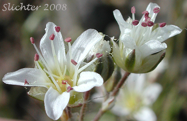 Close-up of the flowers of Fescue Sandwort, Mountain Sandwort: Eremogone capillaris var. americana (Synonyms: Arenaria capillaris ssp. americana, Arenaria capillaris var. americana, Arenaria formosa)