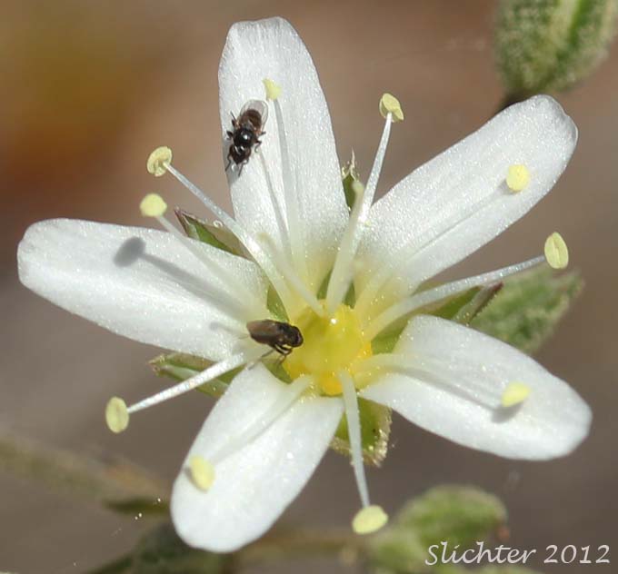 Close-up of a flower of Fescue Sandwort, Mountain Sandwort: Eremogone capillaris var. americana (Synonyms: Arenaria capillaris ssp. americana, Arenaria capillaris var. americana, Arenaria formosa)