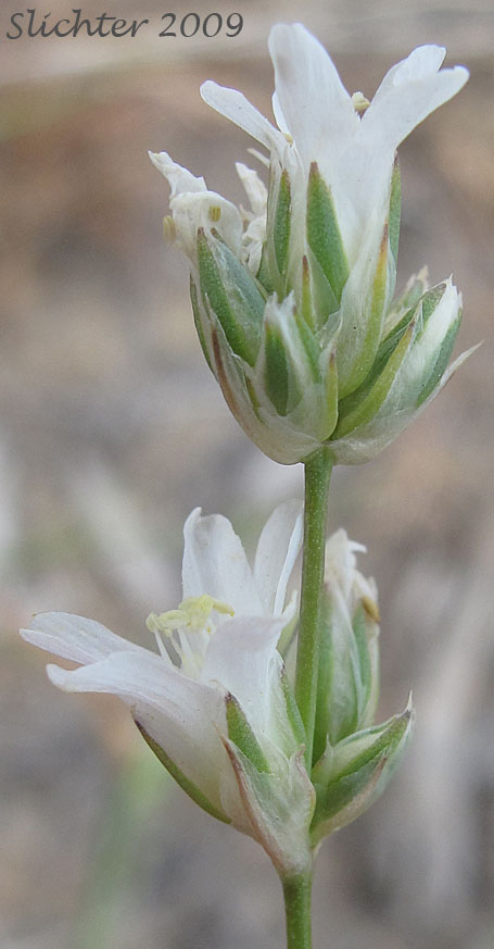 Eremogone congesta var. cephaloidea  Synonym: Arenaria congesta var. cephaloidea