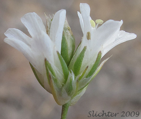 Flowers and sepals of Eremogone congesta var. cephaloidea  Synonym: Arenaria congesta var. cephaloidea