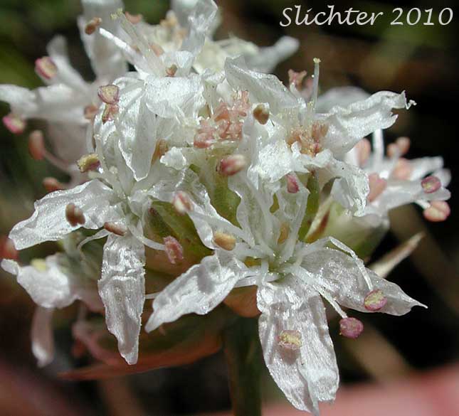 Flower head of Sharptip Sandwort: Eremogone congesta var. cephaloidea  (Synonym: Arenaria congesta var. cephaloidea)