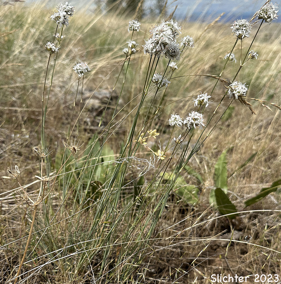 Ballhead Sandwort, Capitate Sandwort: Eremogone congesta (Synonym: Arenaria congesta)
