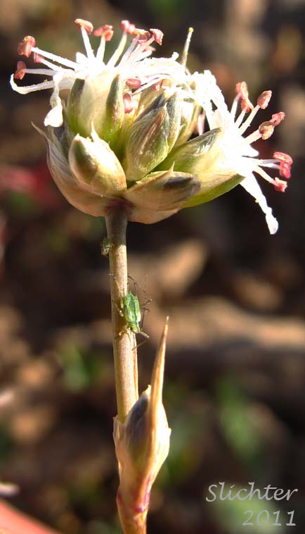 Inflorescence of Ballhead Sandwort, Capitate Sandwort: Eremogone congesta var. congesta (Synonyms: Arenaria congesta var. congesta, Eremogone congesta)