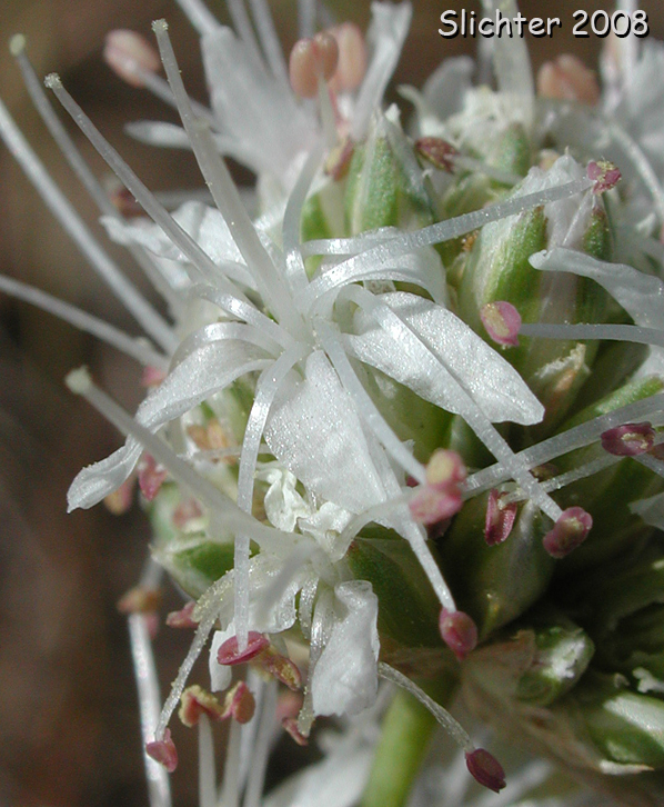 Close-up of a flower of Ballhead Sandwort, Capitate Sandwort: Eremogone congesta var. congesta (Synonyms: Arenaria congesta var. congesta, Eremogone congesta)