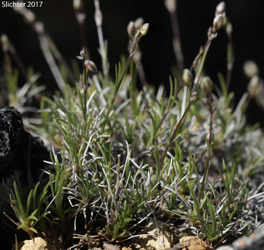 King's Sandwort: Eremogone kingii var. glabrescens (Synonyms: Arenaria kingii ssp. compacta, Arenaria kingii var. glabrescens, Arenaria pumicola var. californica)