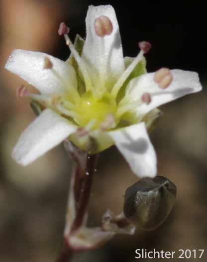 Flower of King's Sandwort: Eremogone kingii var. glabrescens (Synonyms: Arenaria kingii ssp. compacta, Arenaria kingii var. glabrescens, Arenaria pumicola var. californica)