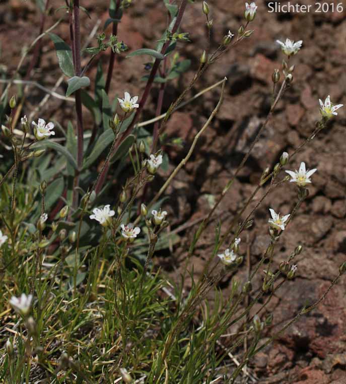 King's Sandwort: Eremogone kingii var. glabrescens (Synonyms: Arenaria kingii ssp. compacta, Arenaria kingii var. glabrescens, Arenaria pumicola var. californica)