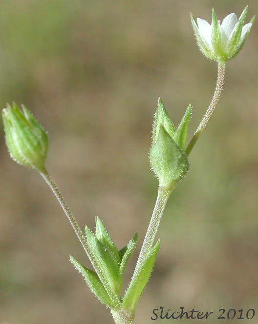 Inflorescence of Thymeleaf Sandwort, Thyme-leaf Sandwort, Sabline a Feuilles de Serpolet: Arenaria serpyllifolia var. serpyllifolia (Synonym: Arenaria serpyllifolia ssp. serpyllifolia)