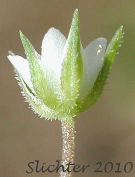 Flowers of Thymeleaf Sandwort, Thyme-leaf Sandwort, Sabline a Feuilles de Serpolet: Arenaria serpyllifolia var. serpyllifolia (Synonym: Arenaria serpyllifolia ssp. serpyllifolia)