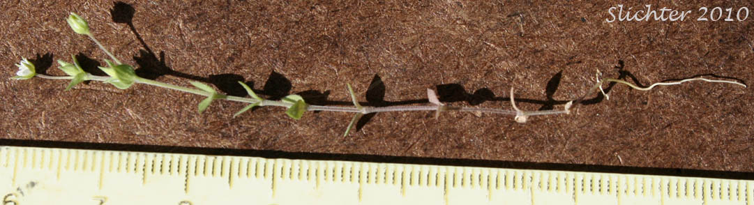 Thymeleaf Sandwort, Thyme-leaf Sandwort, Sabline a Feuilles de Serpolet: Arenaria serpyllifolia var. serpyllifolia (Synonym: Arenaria serpyllifolia ssp. serpyllifolia)
