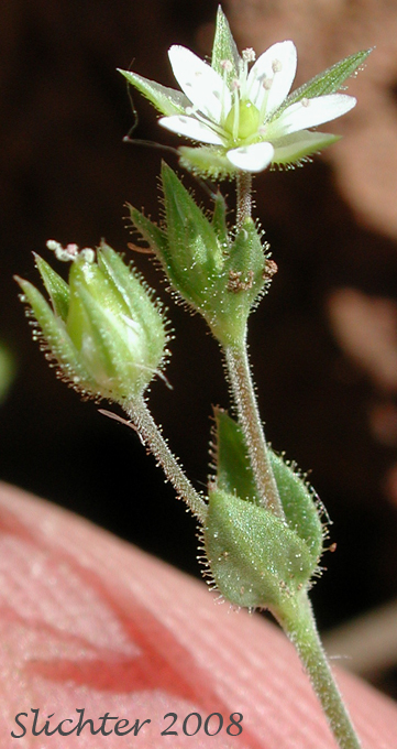 Thymeleaf Sandwort, Thyme-leaf Sandwort, Sabline a Feuilles de Serpolet: Arenaria serpyllifolia var. serpyllifolia (Synonym: Arenaria serpyllifolia ssp. serpyllifolia)