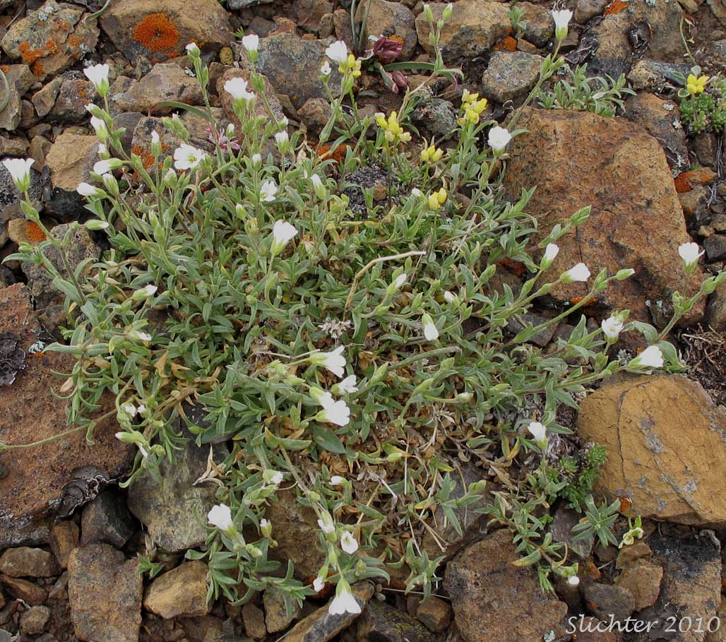 Field Chickweed, Field Mouse-ear: Cerastium arvense ssp. strictum (Synonyms: Cerastium arvense ssp. maximum, Cerastium viride)