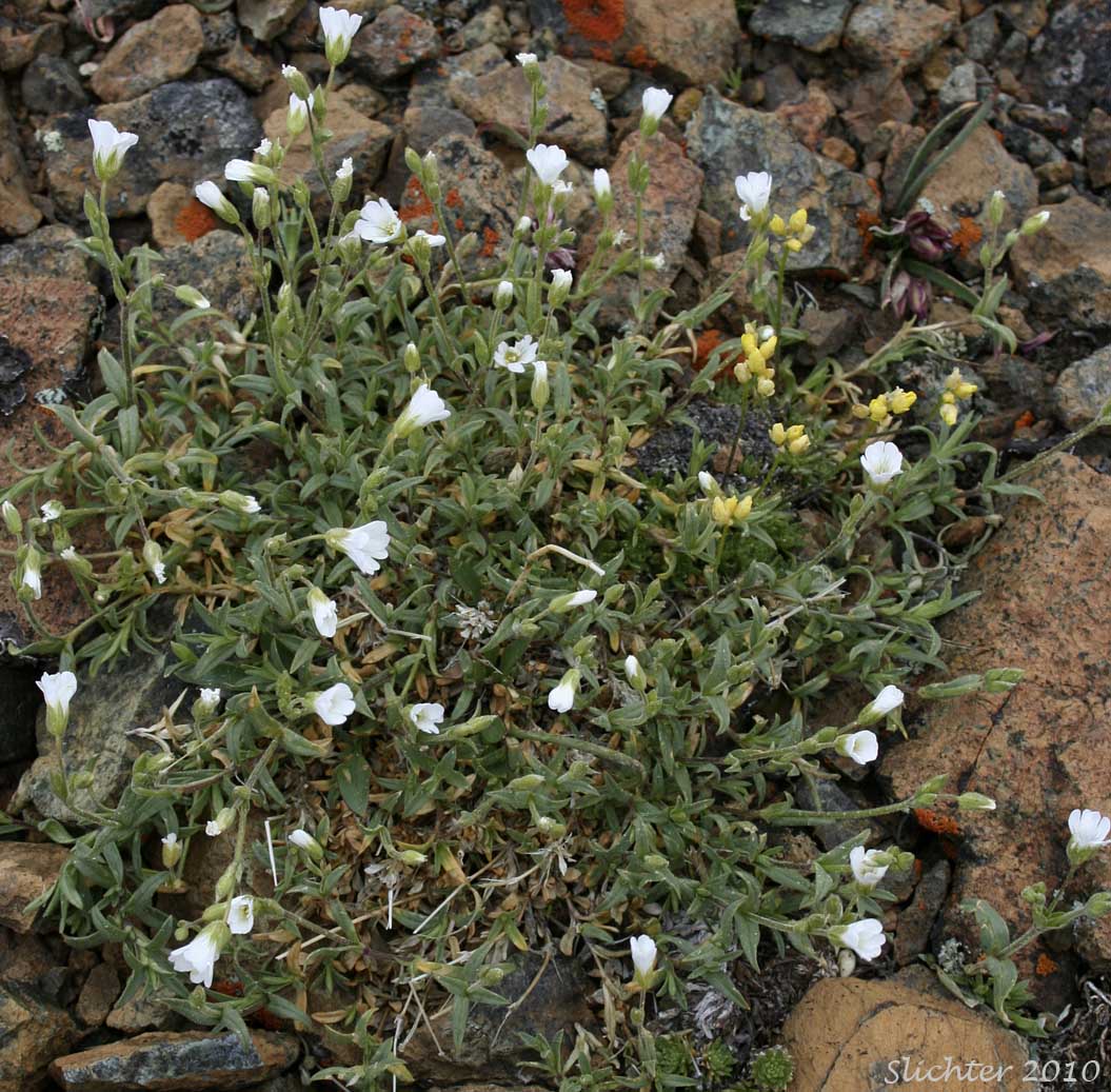 Field Chickweed, Field Mouse-ear: Cerastium arvense ssp. strictum (Synonyms: Cerastium arvense ssp. maximum, Cerastium viride)