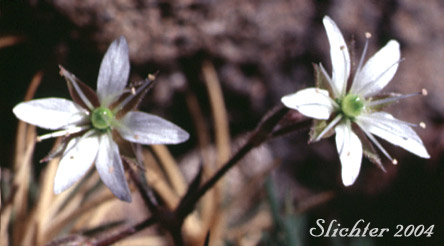 Flowers of Nuttall's Sandwort: Minuartia nuttallii var. nuttallii (Synonyms: Alsinopsis occidentalis, Arenaria nuttallii, Arenaria nuttallii ssp. nuttallii, Arenaria nuttallii var. nuttallii, Arenaria pungens, Minuartia nuttallii ssp. nuttallii, Minuopsis nuttallii, Sabulina nuttallii var. nuttallii)