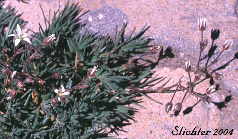 Nuttall's Sandwort: Minuartia nuttallii var. nuttallii (Synonyms: Alsinopsis occidentalis, Arenaria nuttallii, Arenaria nuttallii ssp. nuttallii, Arenaria nuttallii var. nuttallii, Arenaria pungens, Minuartia nuttallii ssp. nuttallii, Minuopsis nuttallii, Sabulina nuttallii var. nuttallii)