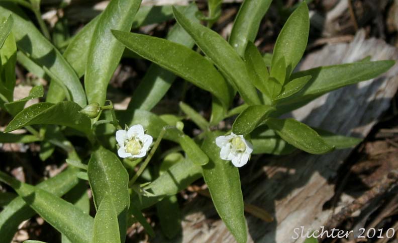 Big-leaf Sandwort, Large-leaf Sandwort: Moehringia macrophylla (Synonym: Arenaria macrophylla)