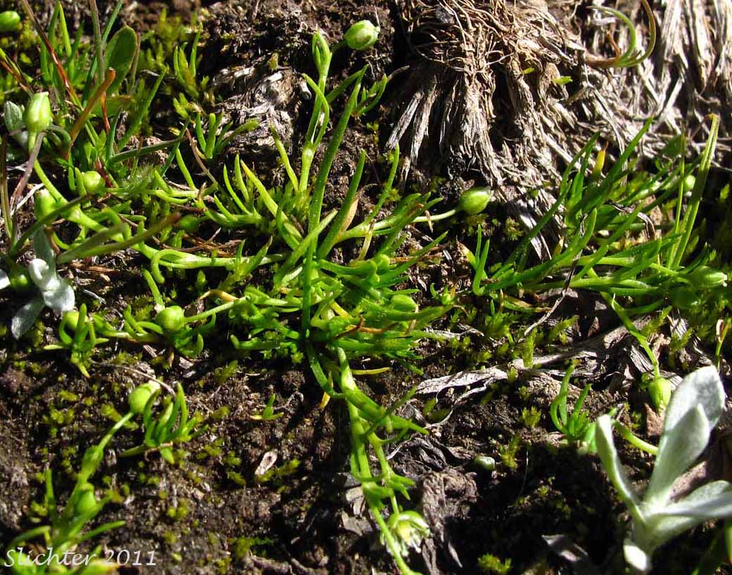 Trailing Pearlwort, Western Pearlwort: Sagina decumbens ssp. occidentalis (Synonym: Sagina occidentalis)