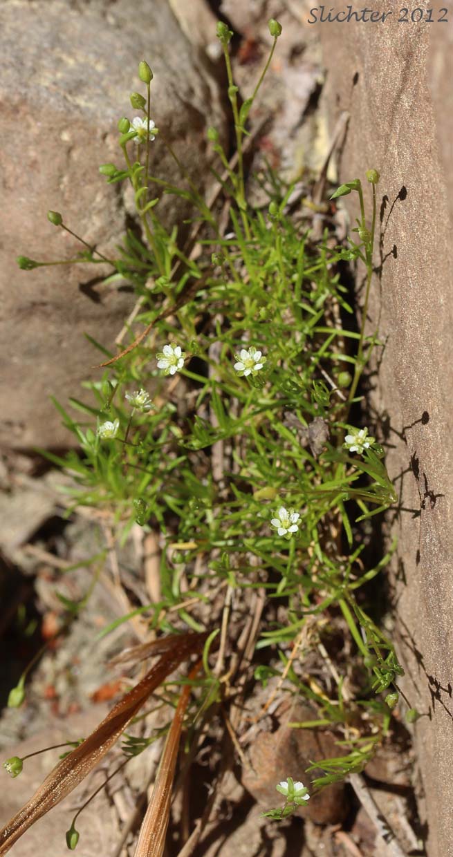 Alpine Pearlwort, Arctic Pearlwort: Sagina saginoides (Synonyms: Sagina linnaei, Sagina micrantha, Sagina saginoides var. hesperia, Spergula saginoides)