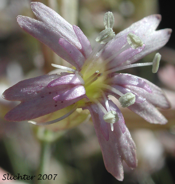 Close-up frontal view of the flower of Douglas' Catchfly, Douglas' Campion, Douglas' Silene: Silene douglasii var. douglasii (Synonyms: Silene douglasii var. monantha, Silene douglasii var. villosa, Silene lyallii)