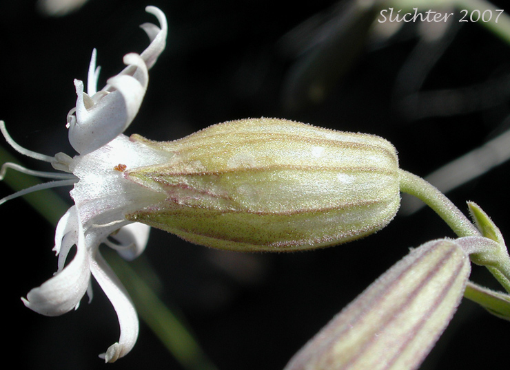 Close-up sideview of the calyx of Douglas' Catchfly, Douglas' Campion, Douglas' Silene: Silene douglasii var. douglasii (Synonyms: Silene douglasii var. monantha, Silene douglasii var. villosa, Silene lyallii)
