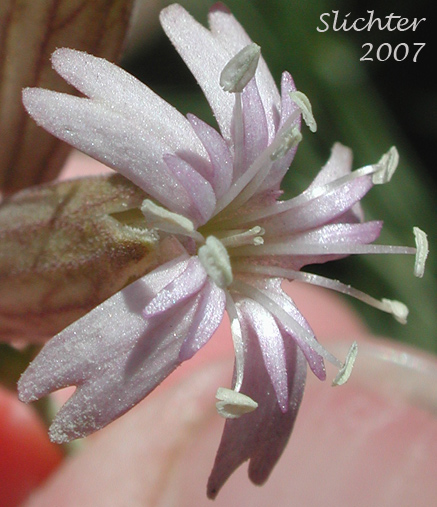 Close-up of a flower of Douglas' Catchfly, Douglas' Campion, Douglas' Silene: Silene douglasii var. douglasii (Synonyms: Silene douglasii var. monantha, Silene douglasii var. villosa, Silene lyallii)