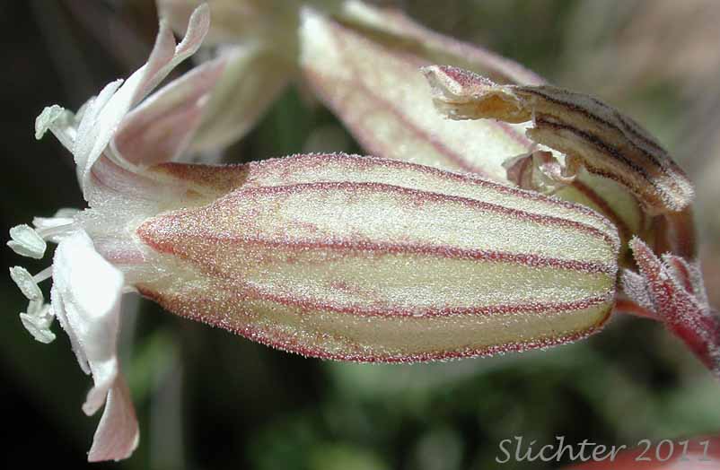 Close-up sideview of the calyx of Douglas' Catchfly, Douglas' Campion, Douglas' Silene: Silene douglasii var. douglasii (Synonyms: Silene douglasii var. monantha, Silene douglasii var. villosa, Silene lyallii)
