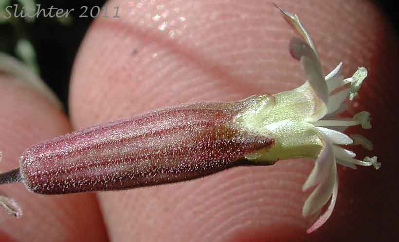 Close-up of the calyx tube of Douglas' Catchfly, Douglas' Campion, Douglas' Silene: Silene douglasii var. douglasii (Synonyms: Silene douglasii var. monantha, Silene douglasii var. villosa, Silene lyallii)