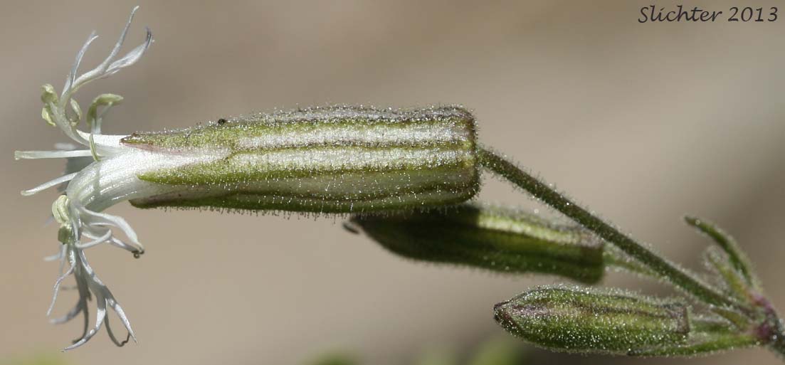Profile view of a flower of Oregon Campion, Oregon Catchfly: Silene oregana (Synonyms: Silene filisecta, Silene gormanii)