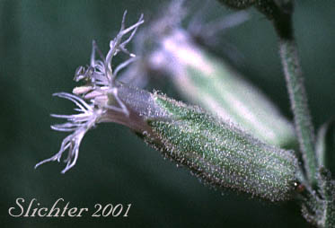 Oregon Campion, Oregon Catchfly: Silene oregana (Synonyms: Silene filisecta, Silene gormanii)