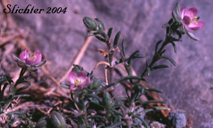 Red Sand-spurrey, Sand Spurry: Spergularia rubra (Synonym: Arenaria rubra) 