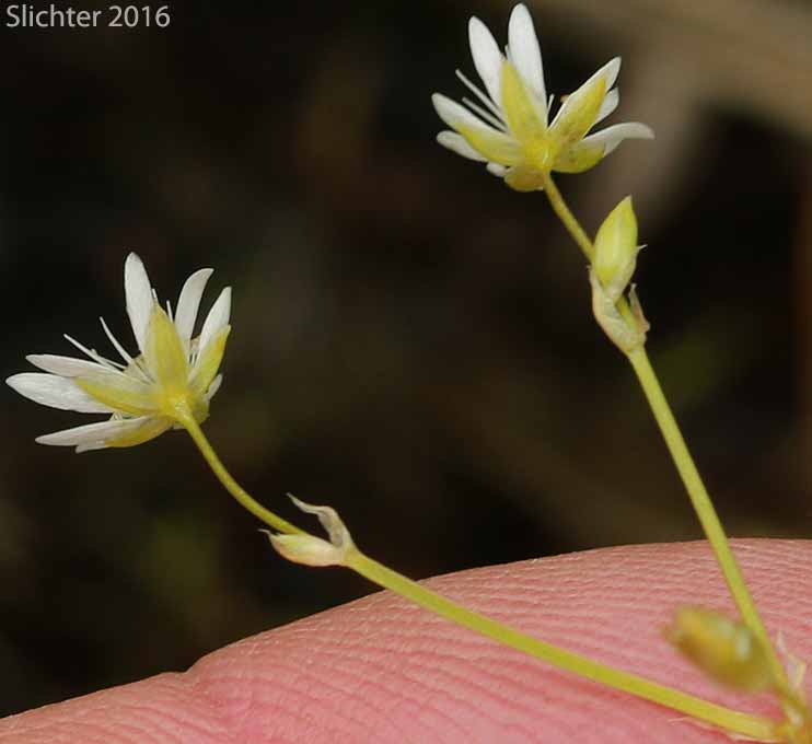 Flowers of Long-leaved Starwort: Stellaria longifolia (Synonym: Stellaria longifolia var. longifolia)