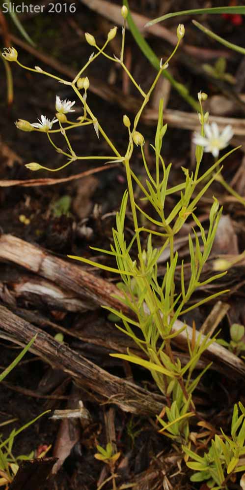 Long-leaved Starwort: Stellaria longifolia (Synonym: Stellaria longifolia var. longifolia)