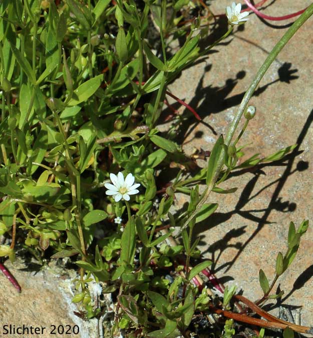 Long-stalk Starwort: Stellaria longipes ssp. longipes (Synonyms: Stellaria longipes var. altocaulis, Stellaria longipes var. laeta, Stellaria longipes var. longipes)