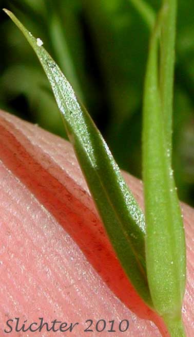 Stem leaves of Long-stalk Starwort: Stellaria longipes ssp. longipes (Synonyms: Stellaria longipes var. altocaulis, Stellaria longipes var. laeta, Stellaria longipes var. longipes)