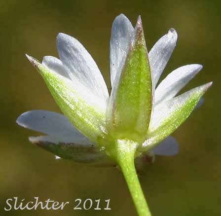 Underside of the petals and sepals of Long-stalk Starwort: Stellaria longipes ssp. longipes (Synonyms: Stellaria longipes var. altocaulis, Stellaria longipes var. laeta, Stellaria longipes var. longipes)