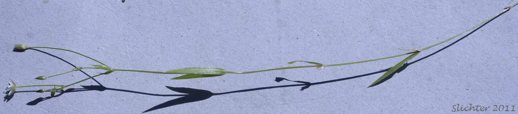 Long-stalk Starwort: Stellaria longipes ssp. longipes (Synonyms: Stellaria longipes var. altocaulis, Stellaria longipes var. laeta, Stellaria longipes var. longipes)